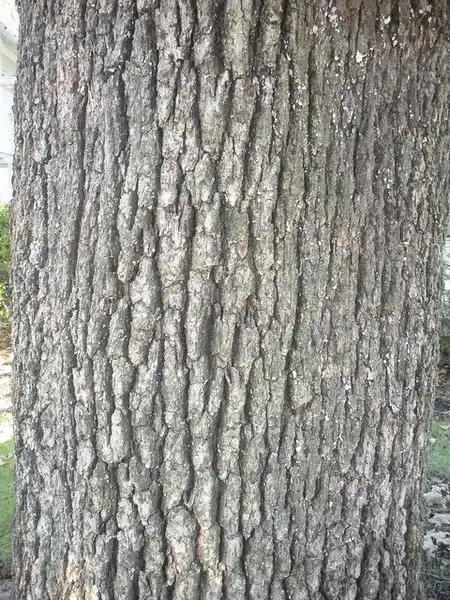 Photo of Quercus stellata - Bark:Bruce Kirchoff