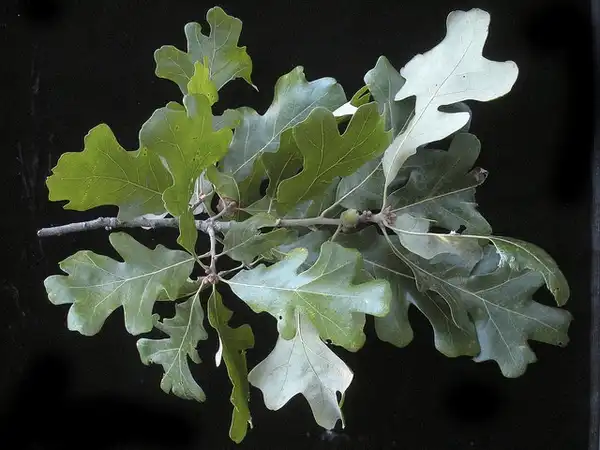Photo of Quercus stellata - Leaves:Bruce Kirchoff
