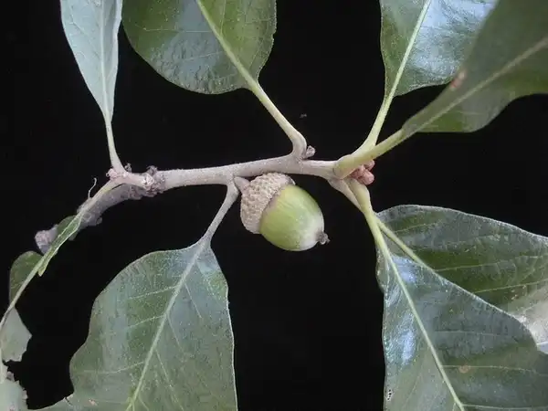 Photo of Quercus stellata - Acorns:Bruce Kirchoff