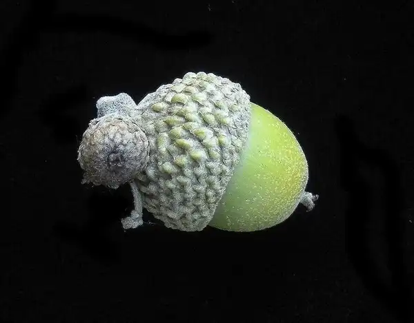 Photo of Quercus stellata - Acorn:Bruce Kirchoff