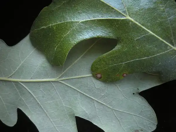 Photo of Quercus stellata - Leaves with a lobed margin:Bruce Kirchoff