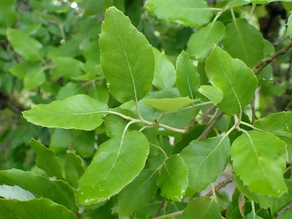 Foto de Quercus suber - Leaves:Krzysztof Ziarnek, Kenraiz