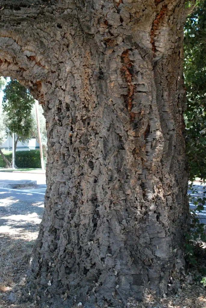 Foto de Quercus suber - Bark:Jim Robbins