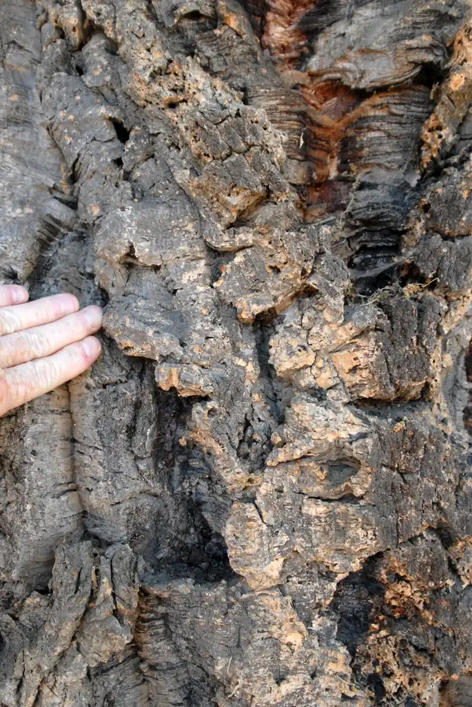 Foto de Quercus suber - Bark Close-up:Jim Robbins