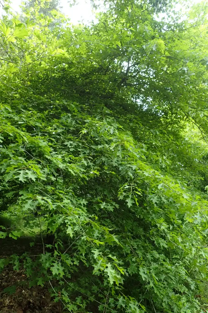 Foto de Quercus texana (Quercus texanas)