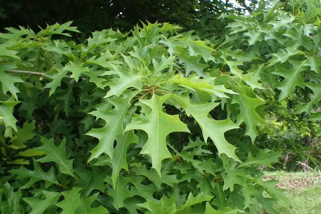 Foto de Quercus texana (Quercus texanas)