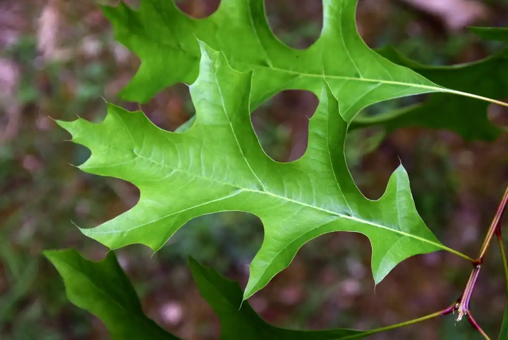 Foto de Quercus texana - Leaf closeup:Krzysztof Ziarnek, Kenraiz