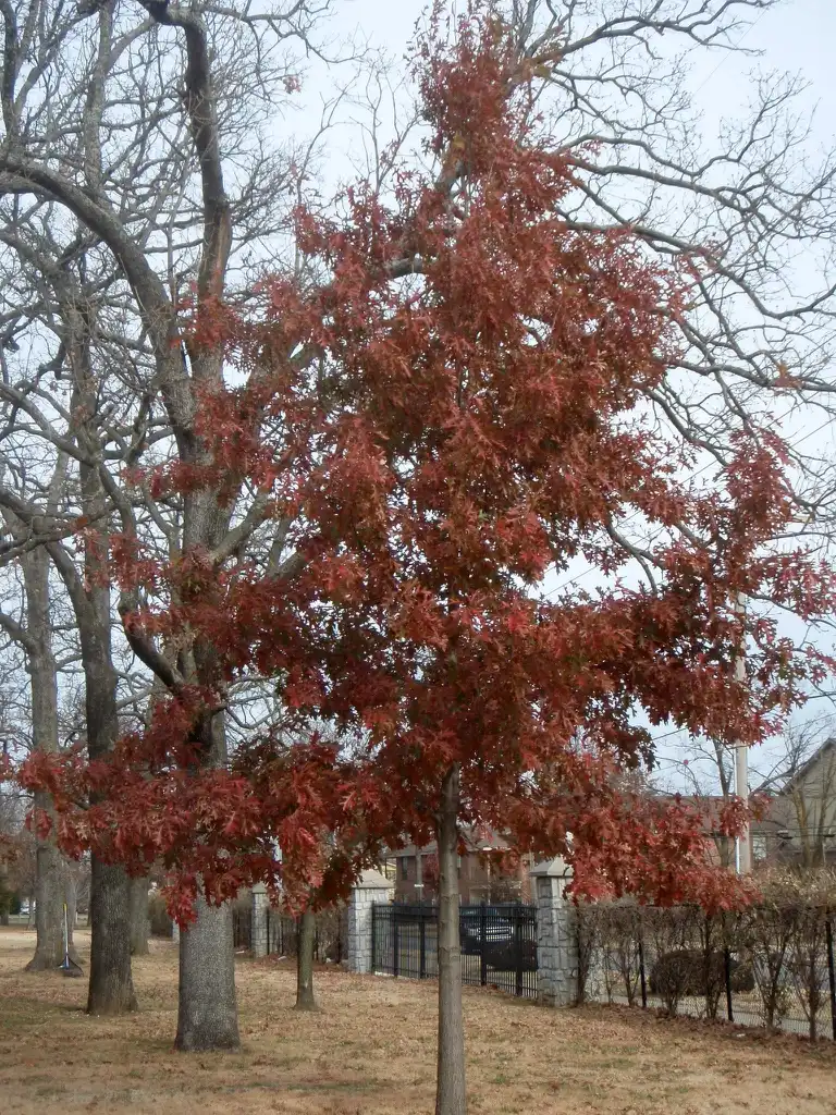 Foto de Quercus texana - Fall Color Form:Jim Robbins