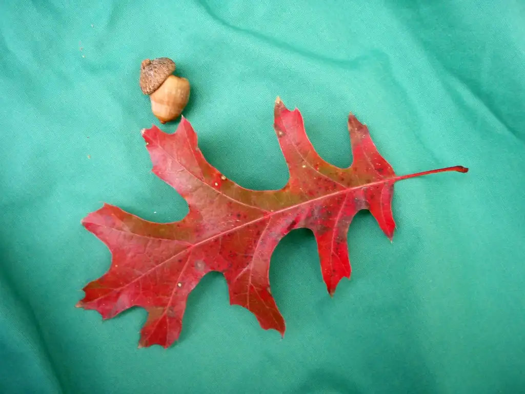 Foto de Quercus texana - Fruit and Fall Color Leaf:Jim Robbins