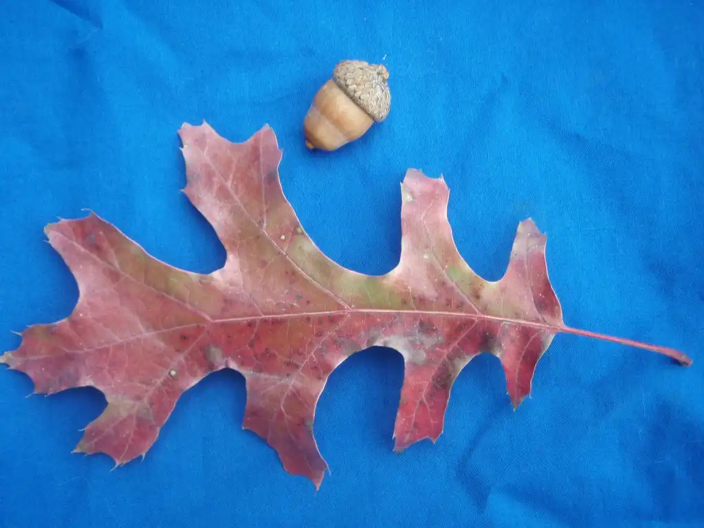 Foto de Quercus texana - Under Leaf:Jim Robbins