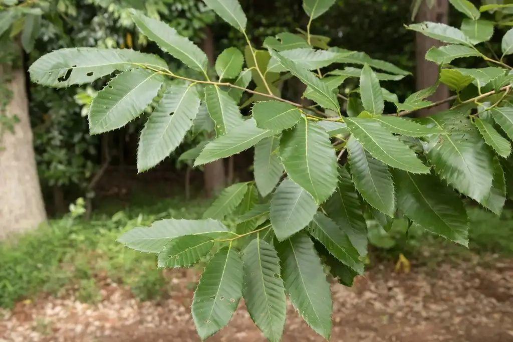 Photo of Quercus variabilis (Quercus variabiliss)