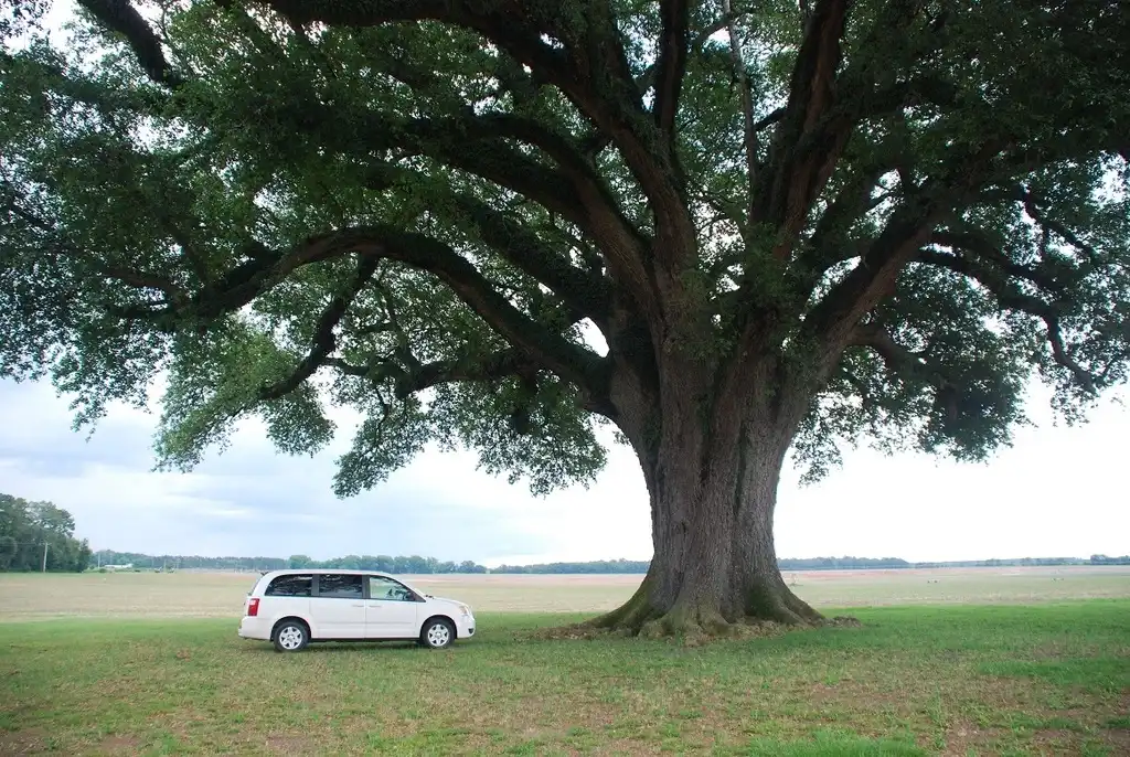 Фото Quercus virginiana (Quercus virginianas)
