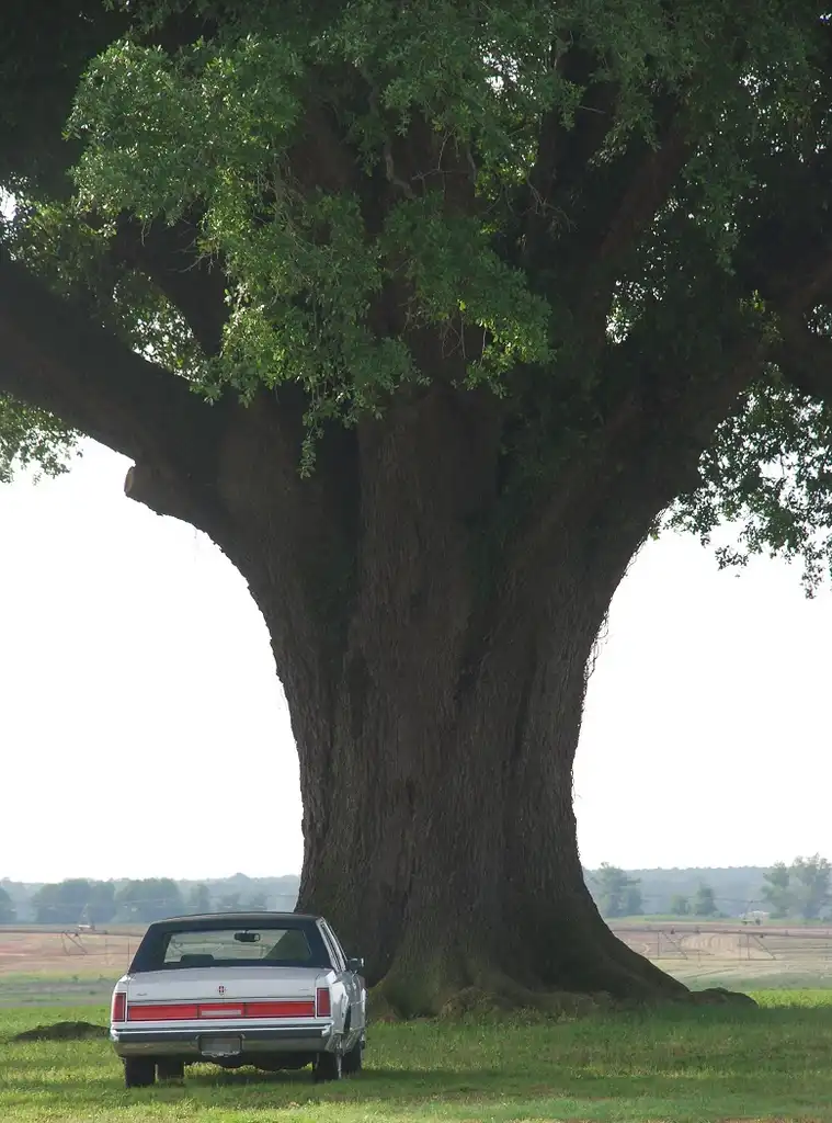 Фото Quercus virginiana (Quercus virginianas)