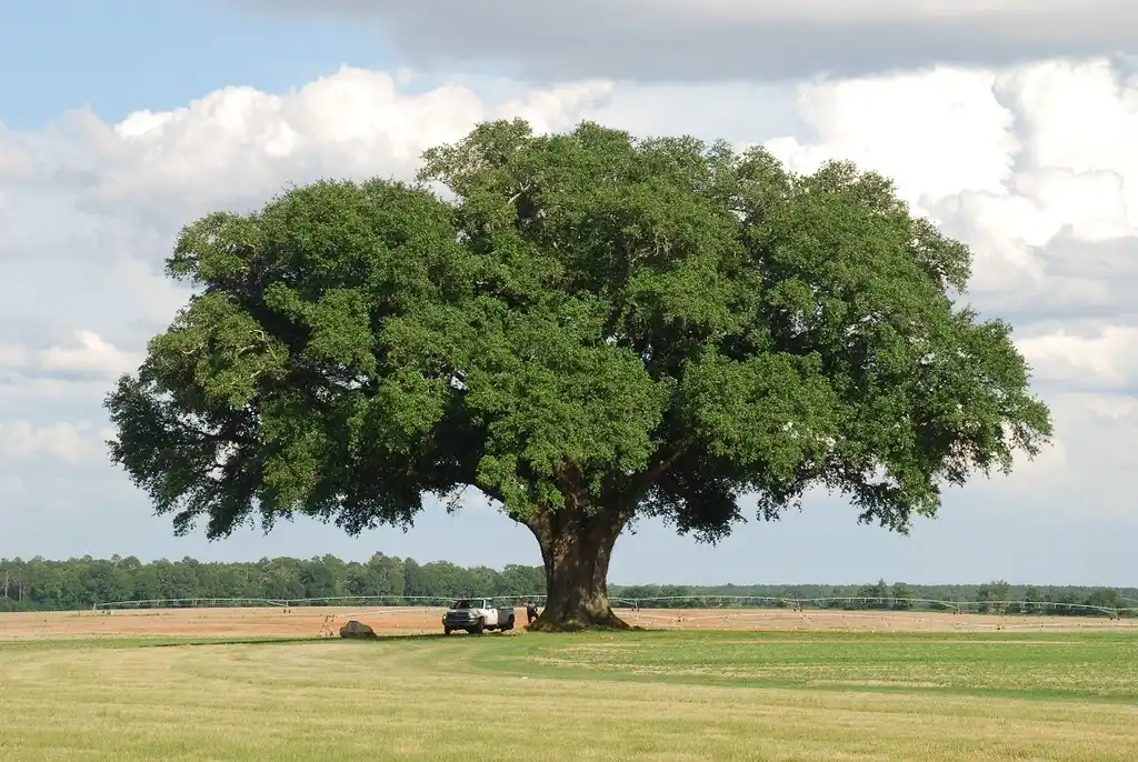 Фото Quercus virginiana - (Seminole County, GA)-Late Spring:Douglas Goldman, USDA
