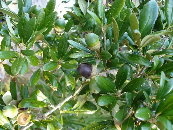 Фото Quercus virginiana - Leaves and acorns:Scott Zona