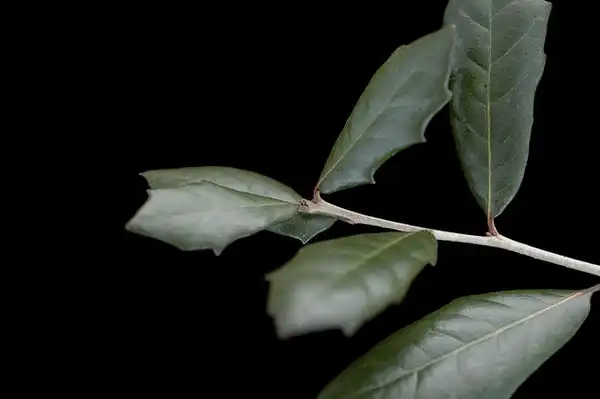 Фото Quercus virginiana - Leaves:Bruce Kirchoff