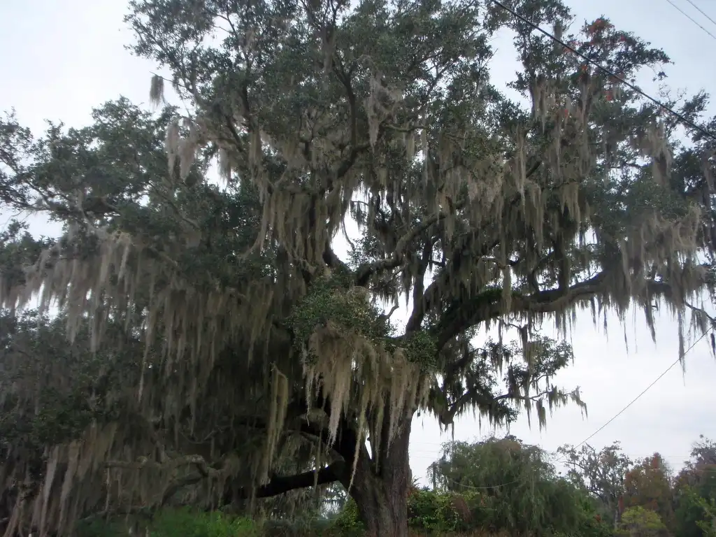 Фото Quercus virginiana - With Moss:Jim Robbins