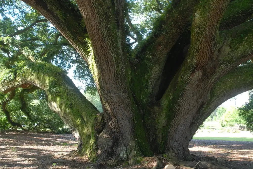 Фото Quercus virginiana - Bark:Jim Robbins
