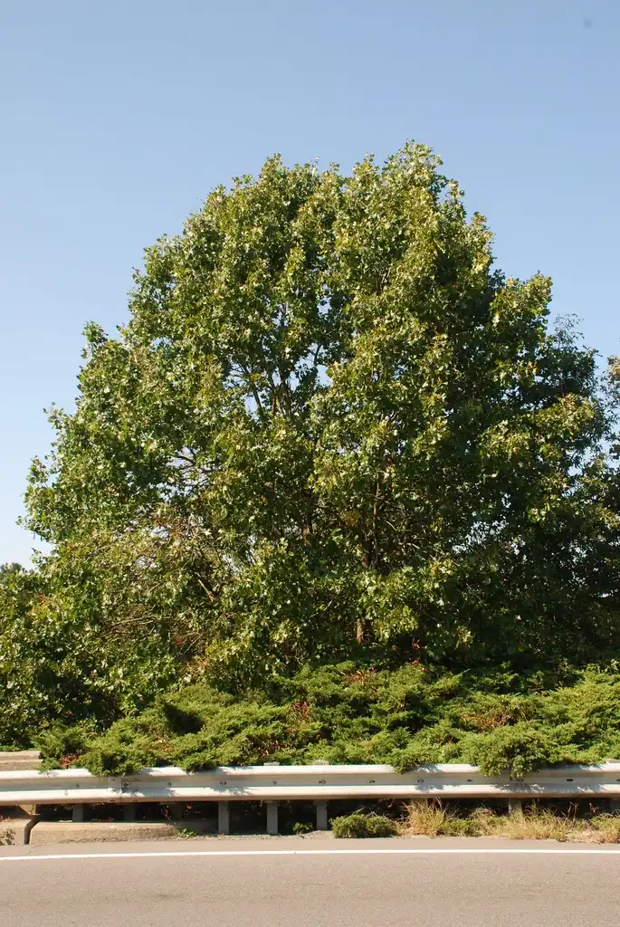 Photo of Quercus x bushii (Quercus x bushiis)