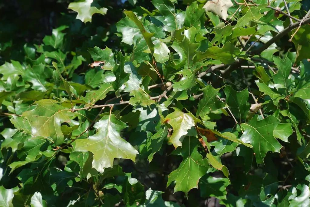 Photo of Quercus x bushii (Quercus x bushiis)