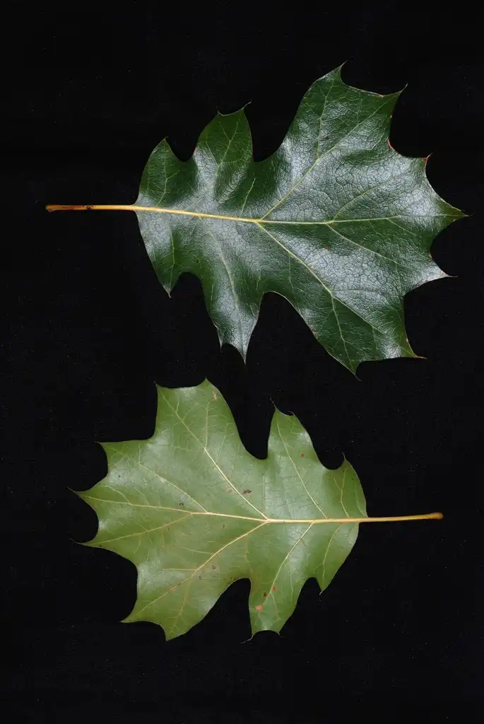 Photo of Quercus x bushii - Front and back of leaves (Moore County, NC)-Early Fall:Douglas Goldman, USDA