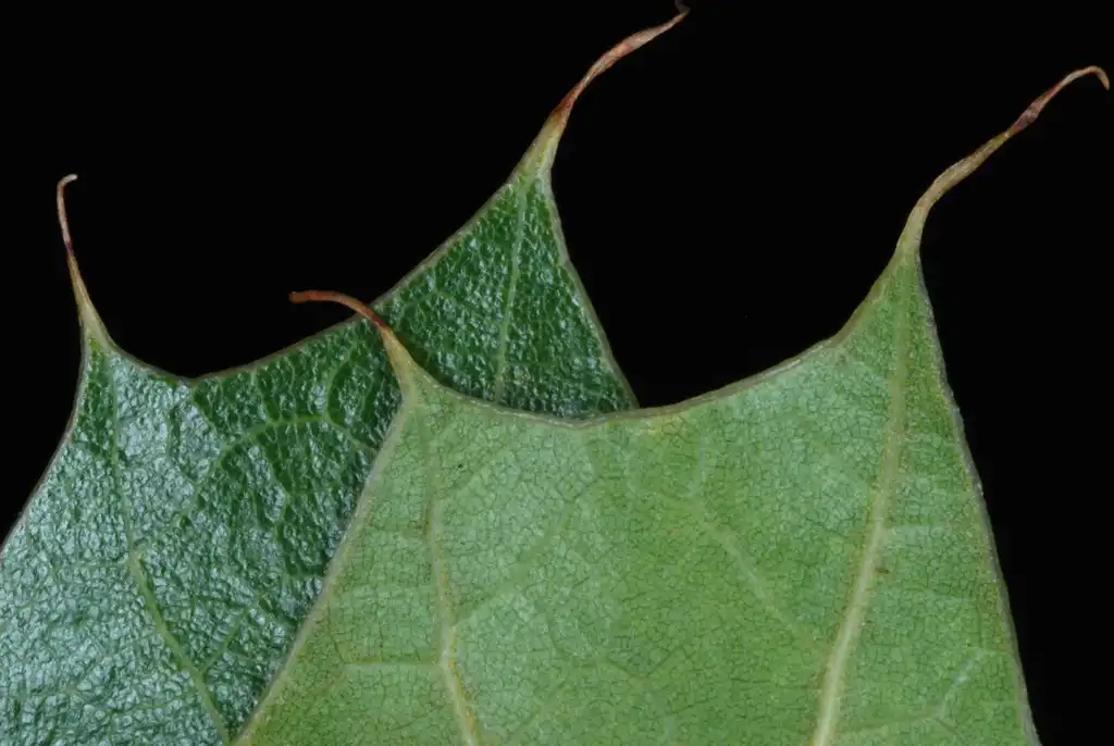 Photo of Quercus x bushii - Lobed margins (Moore County, NC)-Early Fall:Douglas Goldman, USDA