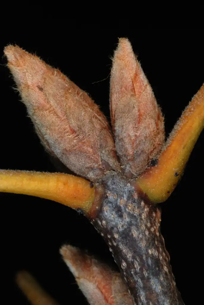 Photo of Quercus x bushii - End buds (Moore County, NC)-Early Fall:Douglas Goldman, USDA
