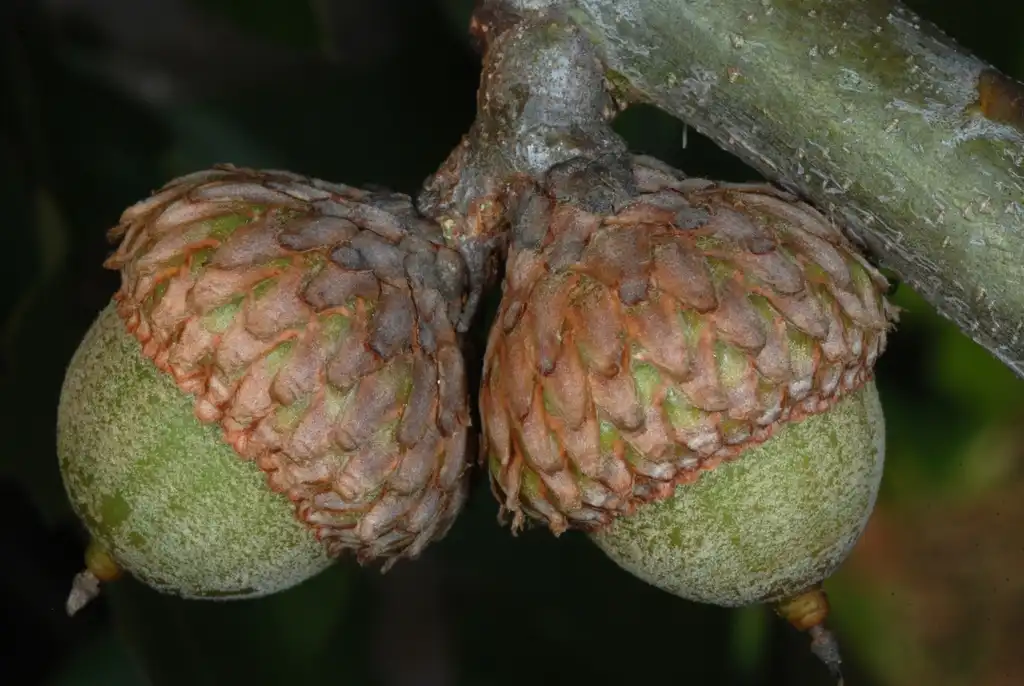 Photo of Quercus x bushii - Side view of acorns (Moore County, NC)-Early Fall:Douglas Goldman, USDA