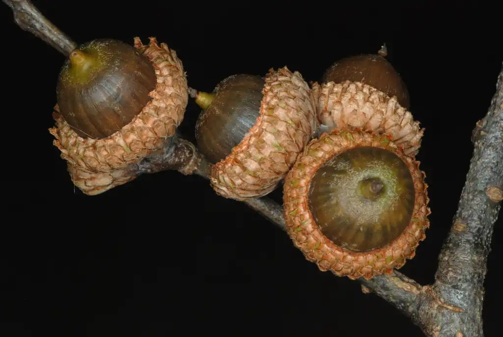 Photo of Quercus x bushii - Bottom view of acorns (Moore County, NC)-Early Fall:Douglas Goldman, USDA