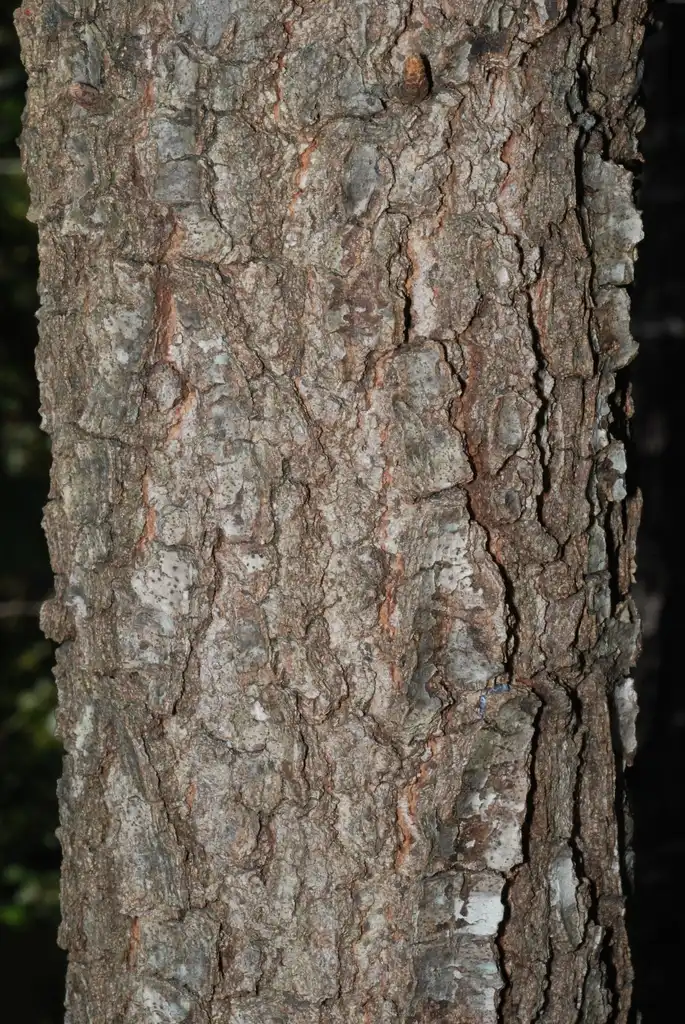 Photo of Quercus x bushii - Fissure bark (Moore County, NC)-Early Fall:Douglas Goldman, USDA