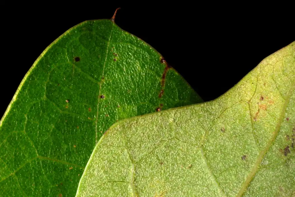 Photo of Quercus x caduca (Quercus x caducas)