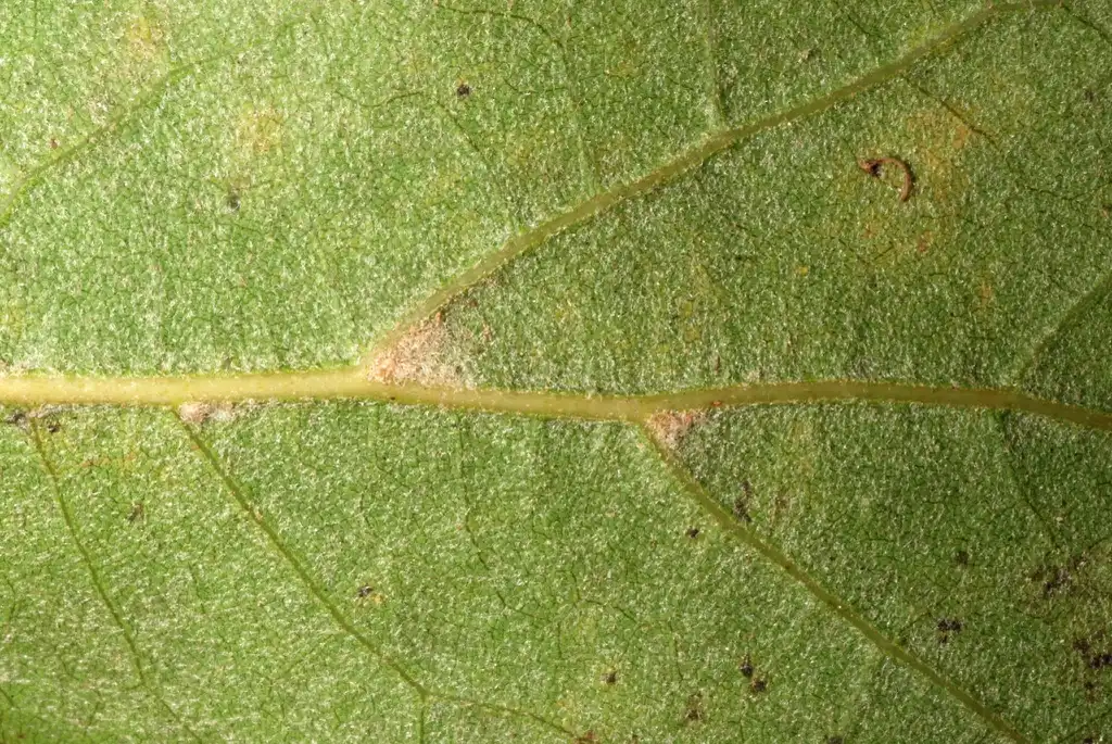 Photo of Quercus x caduca (Quercus x caducas)