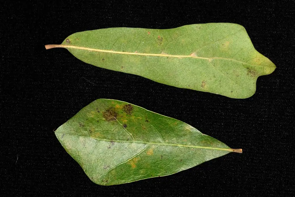 Photo of Quercus x caduca - Leaf close up(Moore County, NC)-Early Fall:Douglas Goldman, USDA