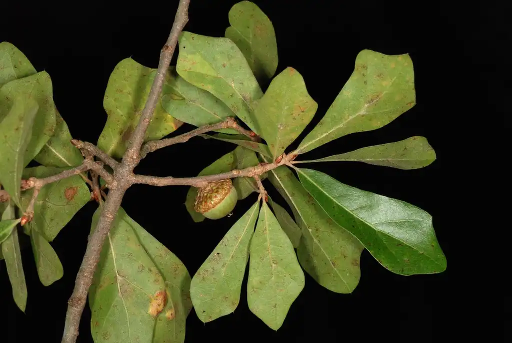 Photo of Quercus x caduca - Brown stem with leaves and acorn (Moore County, NC)-Early Fall:Douglas Goldman, USDA