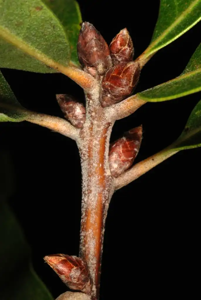Photo of Quercus x caduca - End and stem buds (Moore County, NC)-Early Fall:Douglas Goldman, USDA