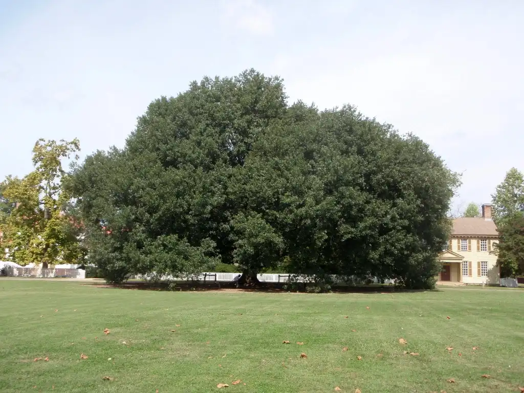 Photo of Quercus x comptoniae (Quercus x comptoniaes)