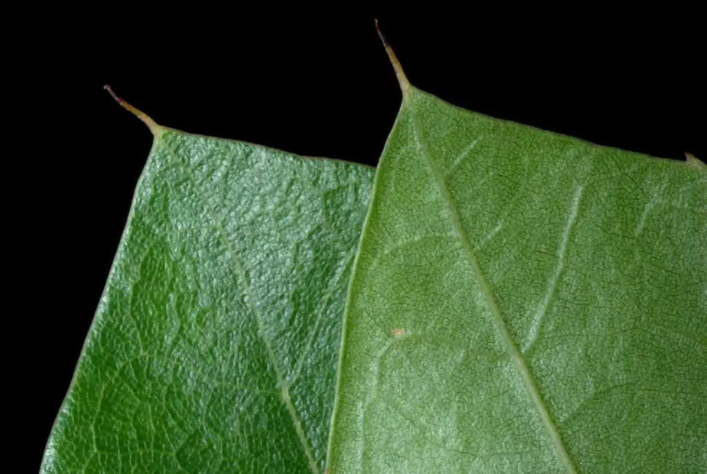 Foto de Quercus x garlandensis (Quercus x garlandensiss)