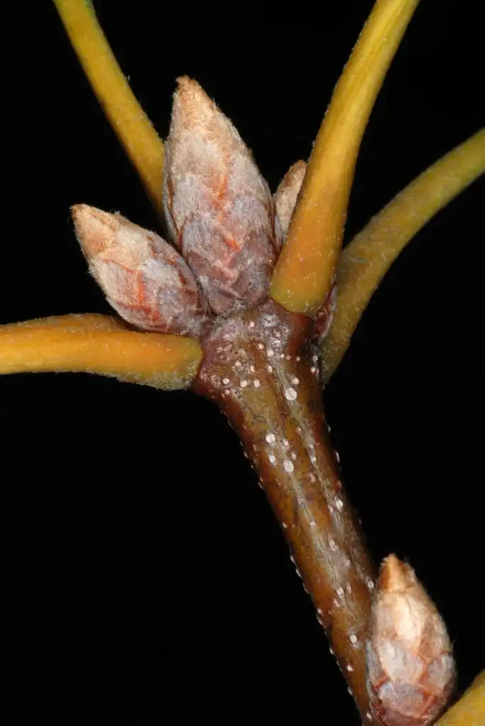 Foto de Quercus x garlandensis (Quercus x garlandensiss)