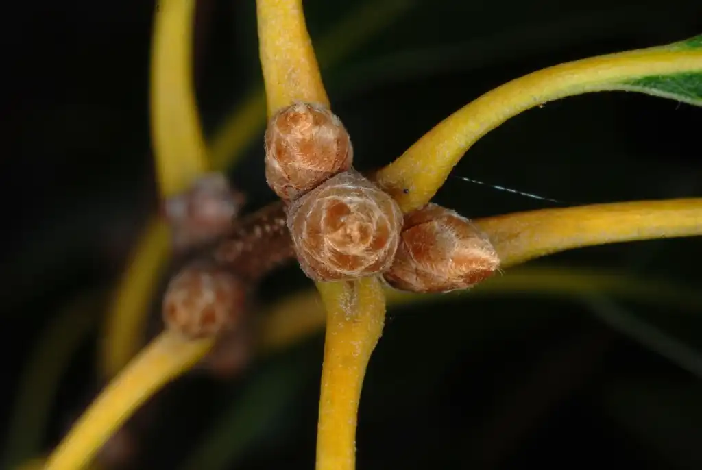 Foto de Quercus x garlandensis - Top view of end buds (Greensboro, NC)-Early Fall:Douglas Goldman, USDA