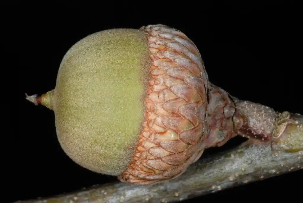 Foto de Quercus x garlandensis - Side view of acorn (Greensboro, NC)-Early Fall:Douglas Goldman, USDA