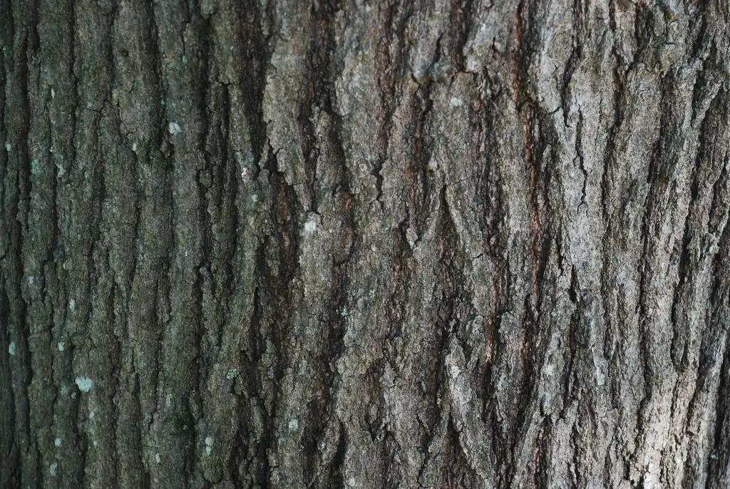 Foto de Quercus x garlandensis - Bark with ridges (Greensboro, NC)-Early Fall:Douglas Goldman, USDA