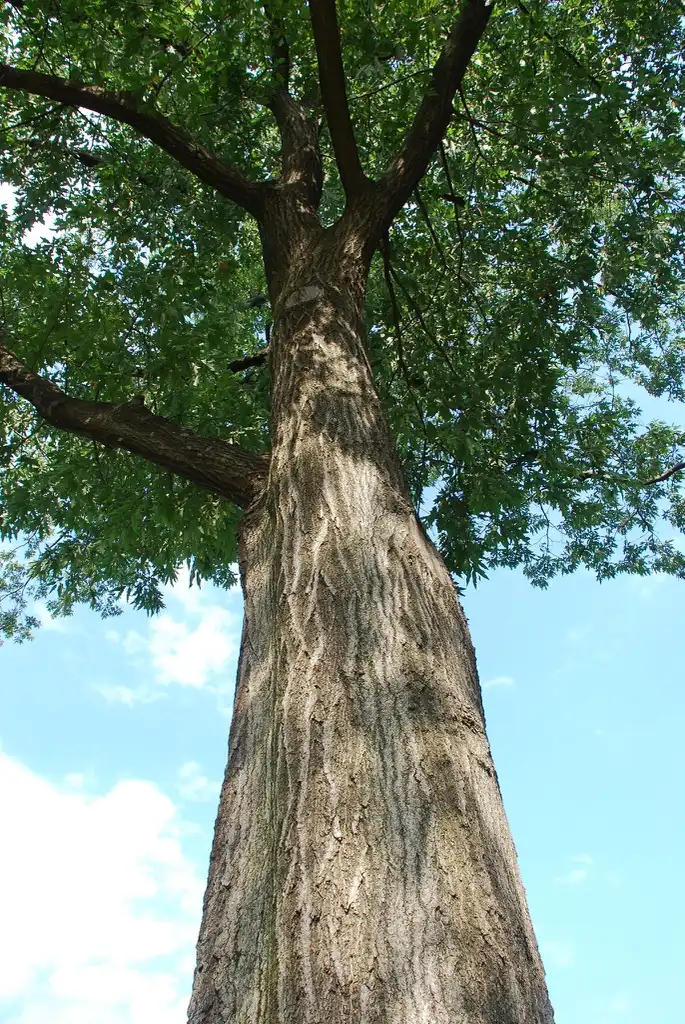 Фото Quercus x heterophylla (Quercus x heterophyllas)