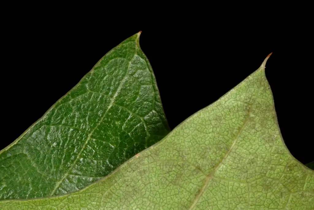 Фото Quercus x heterophylla (Quercus x heterophyllas)