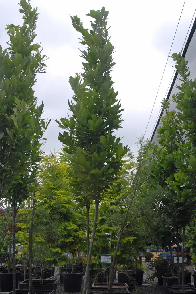 Фото Quercus x 'Nadler' KINDRED SPIRIT® (Quercus x 'Nadler' KINDRED SPIRIT®s)