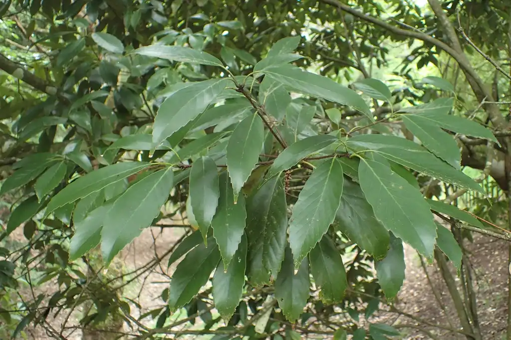 Photo of Quercus (Quercuss)