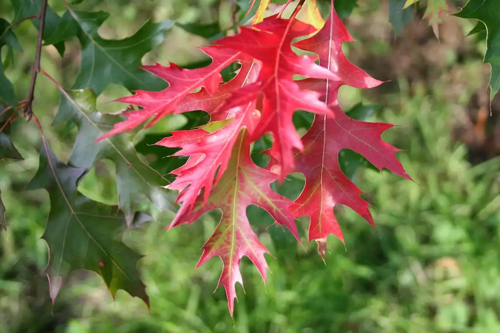 Photo of Quercus (Quercuss)