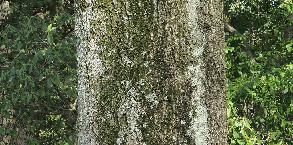 Photo of Quercus - Bark of Willow Oak:Avery Ramsey