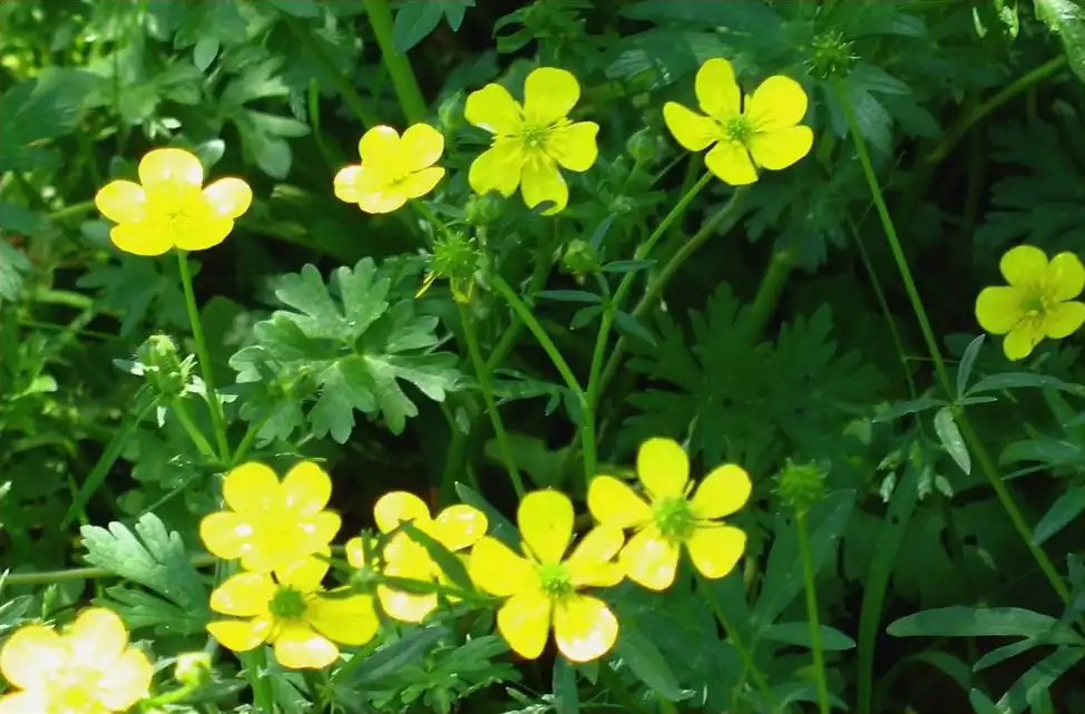 Photo of Ranunculus carolinianus (Ranunculus carolinianuss)