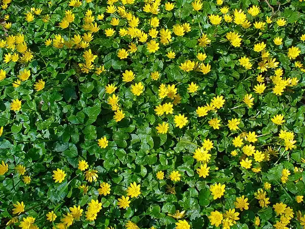 Foto de Ranunculus ficaria (Ranunculus ficarias)