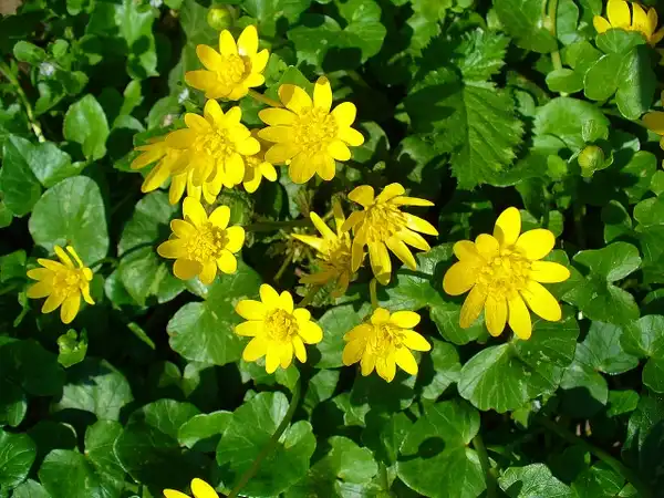 Foto de Ranunculus ficaria (Ranunculus ficarias)